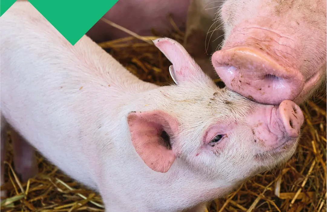 Schweine auf Heuboden, Ferkel wird von Mutter-Sau beschnuppert