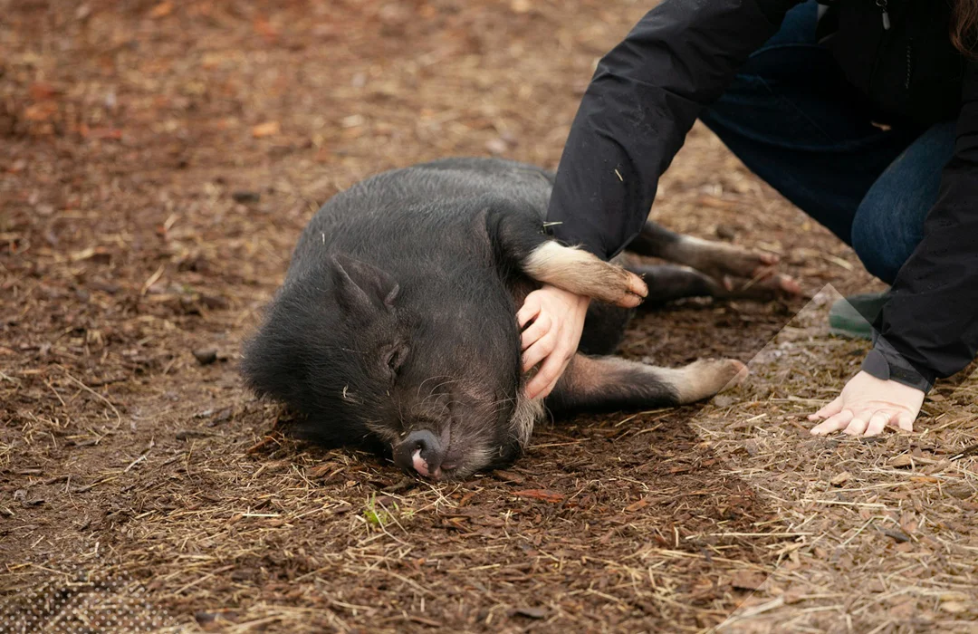 Person streichelt schwarzen Schwein den Bauch