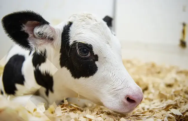 Kalb der Milchindustrie auf Stroh, Blick in Kamera